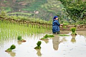 Rice Cultivation in Yunnan Province