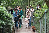 Red Panda followed by zoo visitors