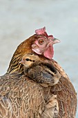 Hen with Chick