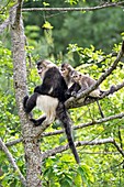 Yunnan snub-nosed monkeys