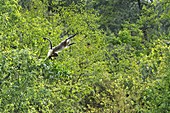 Yunnan snub-nosed monkey leaping