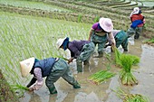 Rice Cultivation in Yunnan Province