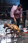 Barbecued dog carcass in a Chinese market