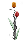 Rod of Asclepius,conceptual X-ray
