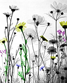 Wildflowers,X-ray