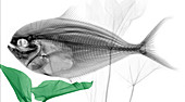 Mahi-mahi fish,X-ray