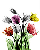 Tulips,X-ray