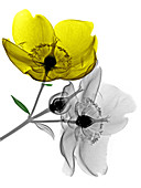 Hypericum flowers,X-ray
