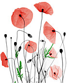 Poppies,X-ray