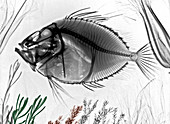 John Dory fish,X-ray