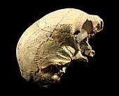 Hominin skull from Sima de los Huesos
