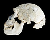 Hominin skull from Sima de los Huesos