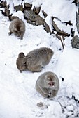 Japanese macaques foraging
