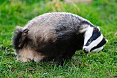 Female badger scratching