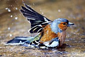 Male chaffinch bathing