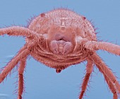 Predatory mite,SEM