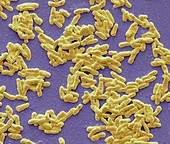 Mycobacterium leprae,SEM