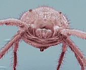 Predatory mite,SEM