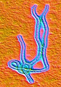 Coloured TEM of the Ebola virus