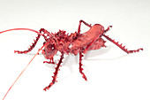 Katydid,glass sculpture