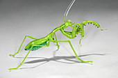 Mantis,glass sculpture