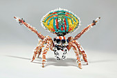 Peacock spider,glass sculpture