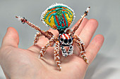 Peacock spider,glass sculpture