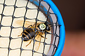 Honeybee radar tagging