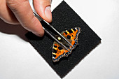Butterfly radar tagging