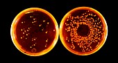 Salmonella-bacteriophage experiment
