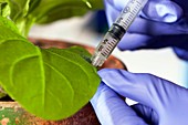 Plant virus research