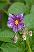 Flower of potato (Solanum tuberosum)