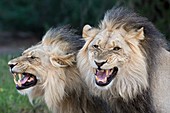 Flehmen response by Male Lions