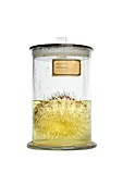 Preserved sea urchin,19th century