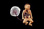 Wax model of human foetus dissection