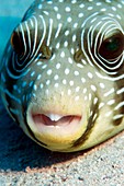 White spotted pufferfish
