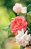 Bunch of three roses (Rosa hybrid)