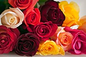 Bouquet of mixed roses (Rosa hybrid)