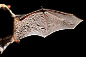 Common pipistrelle bat wing