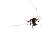 Tanzanian giant tailless whipscorpion