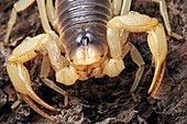 Giant desert hairy scorpion