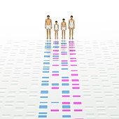 Genetic Relationships of a Family