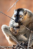 Red-fronted brown lemur and infant