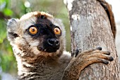 Red-fronted brown lemur
