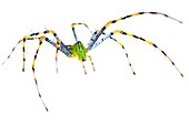Malagasy green lynx spider