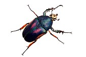 Giant flower beetle