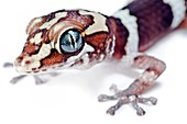 Ocelot gecko