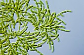 Microthamnion sp. green alga,LM