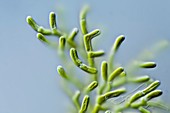 Microthamnion sp. green alga,LM