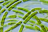 Mougeotia sp. green alga,LM